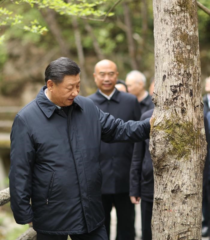 2020年4月20日，中共中央總書記、國家主席、中央軍委主席習(xí)近平在陜西考察調(diào)研。這是習(xí)近平在位于商洛市柞水縣的秦嶺牛背梁國家級自然保護區(qū)，考察秦嶺生態(tài)保護情況。 新華社記者 鞠鵬 攝